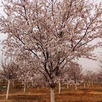 山东青岛美化品种樱花培育基地大量批发染井吉野樱花