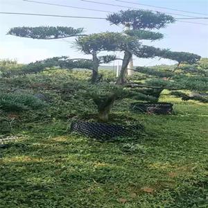 造型罗汉松桩景 罗汉松造型树桩盆景 罗汉松树桩头假植苗