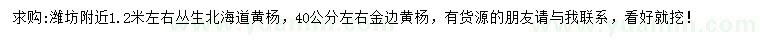 求购1.2米左右丛生北海道黄杨、40公分左右金边黄杨