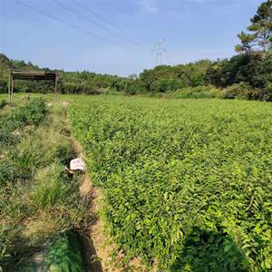 榉树基地 城市行道树用红榉树 红榉树小苗价格 红榉规格*