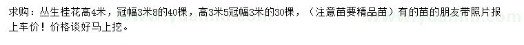 求购高3.5、4米丛生桂花