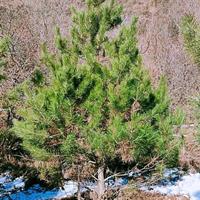 4米油松价格是多少？4米油松市场行情如何？