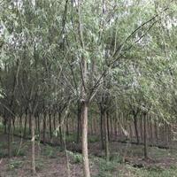 江西垂柳 九江垂柳行情报价/江西垂柳 九江垂柳图片展示