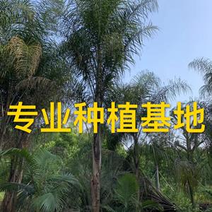 福建皇后葵 金山葵介绍/特征/用途