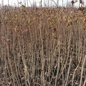 丛生天目琼花、天目琼花价格，天目琼花产地，天目琼花批发 ，河北天目琼花