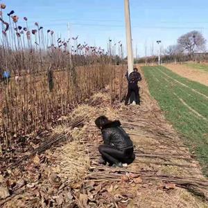 地径0.7公分紫玉蘭  高70公分紫玉蘭小苗  紫玉蘭培育种植基地
