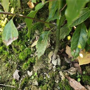 高70公分香樟小苗  香樟基地种植  地径0.7公分香樟小苗