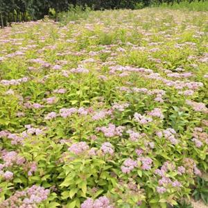 河北金山绣线菊 金山绣线菊基地 金山绣线菊价格