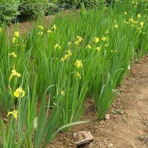 河北黄菖蒲 黄菖蒲基地 黄菖蒲价格
