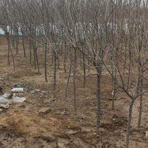 出售独杆黄花丁香 独杆黄花丁香基地 独杆黄花丁香厂家