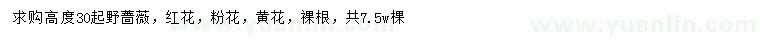 求购高30公分以上野蔷薇