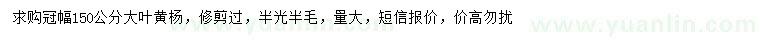 求购冠幅150公分大叶黄杨