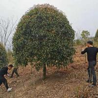 安徽桂花 滁州桂花树图片/安徽桂花 滁州桂花树报价