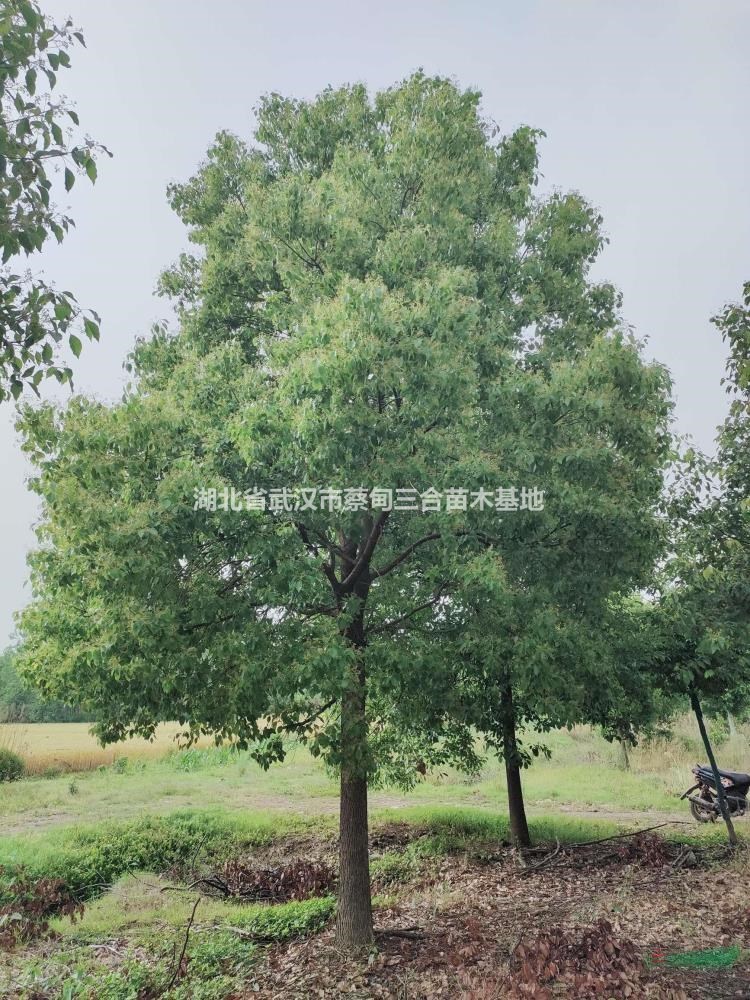 香樟 移栽香樟 全冠香樟 骨架香樟 湖北香樟  武汉香樟 蔡甸香樟..