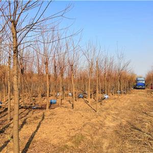 保定刺槐（香花槐）基地  刺槐近期价格 刺槐多少钱一棵   