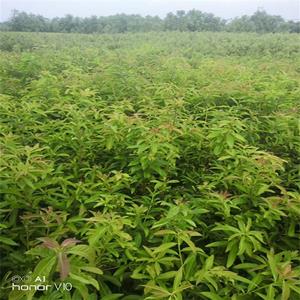 地径1.1公分木荷苗 高110公分木荷小苗  基地供货价格