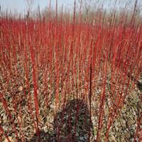 基地大量出售红瑞木一年苗2年苗红瑞木丛生