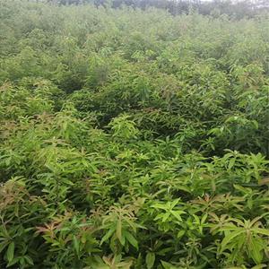 地径1.2公分木荷苗 木荷小苗报价  高120公分木荷小苗