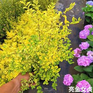 大量供应 亮金女贞 亮晶女贞苗 庭院小区绿化苗木 景观花苗 规格*