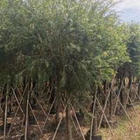 串钱柳就是美花红千层  福建美花红千层基地实拍照片  古剑漳