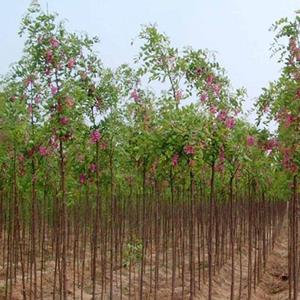 香花槐哪里有 香花槐基地批发 香花槐产地在哪里 香花槐开花吗 香花槐好活吗