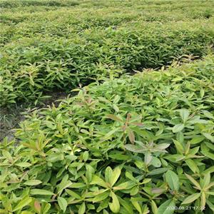 地径1.4公分木荷苗 高140公分木荷小苗 各种规格
