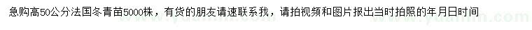 求购高50公分法国冬青