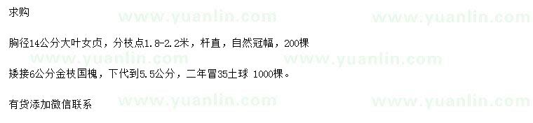 求购胸径14公分大叶女贞、6公分金枝国槐