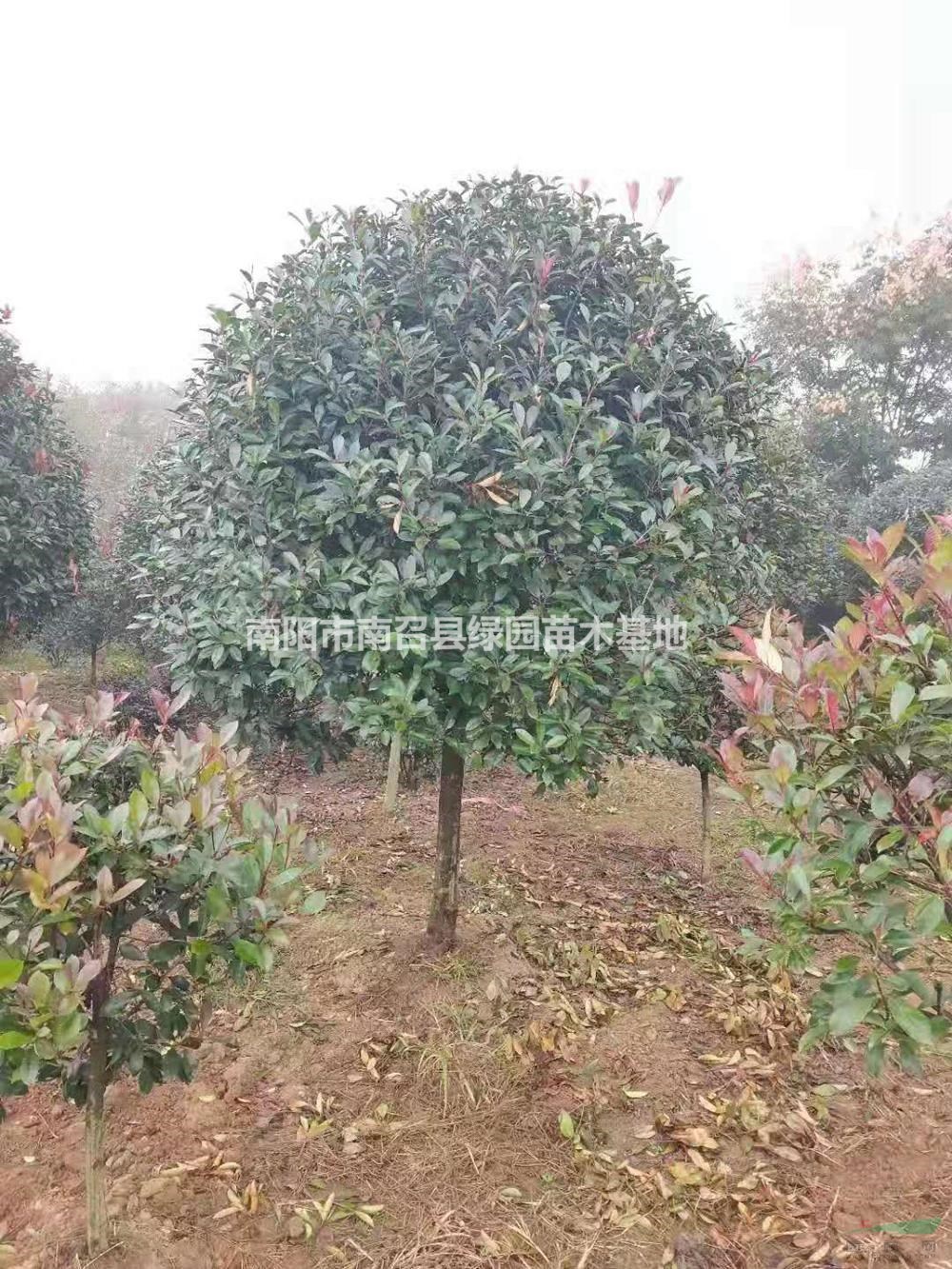 河南南陽石楠哪裏好/哪家便宜