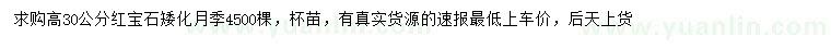 求购高30公分红宝石月季