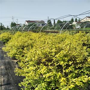 基地出售变色女贞 变色女贞球 变色女贞柱 园林多彩绿植 四季常青苗木 规格* 欢迎选购