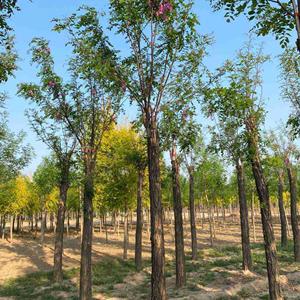 浙江哪里有香花槐 香花槐多少钱一棵 香花槐基地在哪里  香花槐基地批发 香花槐近期价格