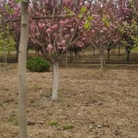 江苏高杆樱花江苏樱花江苏日本樱花批发，江苏日本早樱批发江苏日