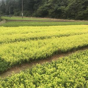 小苗价格红叶石楠小苗红花继木小苗杜鹃小苗金森女贞小苗优质色块类工程苗木供应*货源足