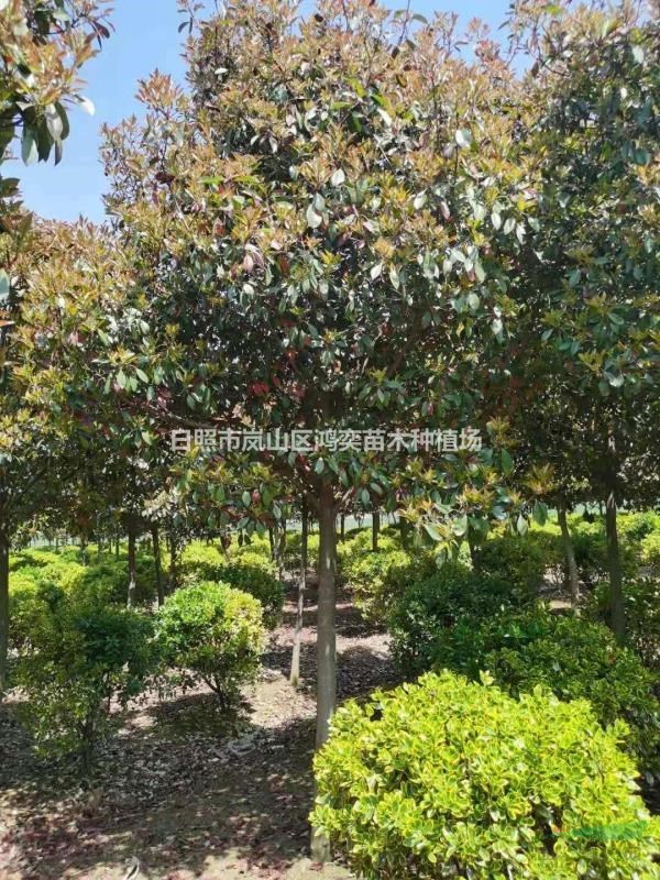 5到12公分的紅葉石楠樹。