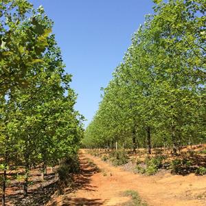 杂交马褂木（杂交鹅掌楸）优质工程大苗培育基地，常年供应各规格F1代杂交鹅掌楸优质大苗