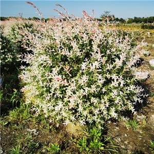 基地出售 彩叶杞柳球 花叶杞柳 根系发达好成活 适应性强 庭院地栽植物 形态优美 园林绿化