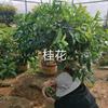 山东青州桂花图片/山东青州桂花报价