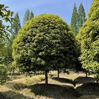 优质特价桂花产地直销 高度4米桂花树大量供应