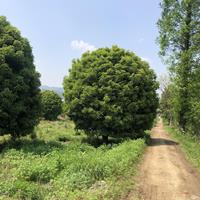 优质地笼桂花报价 精品地笼桂花行情 漂亮的地笼桂花批发