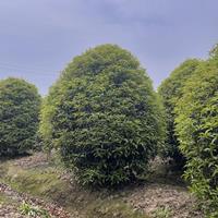 嵊州桂花笼子批发基地 地笼桂花工程绿化苗 小地笼桂花基地