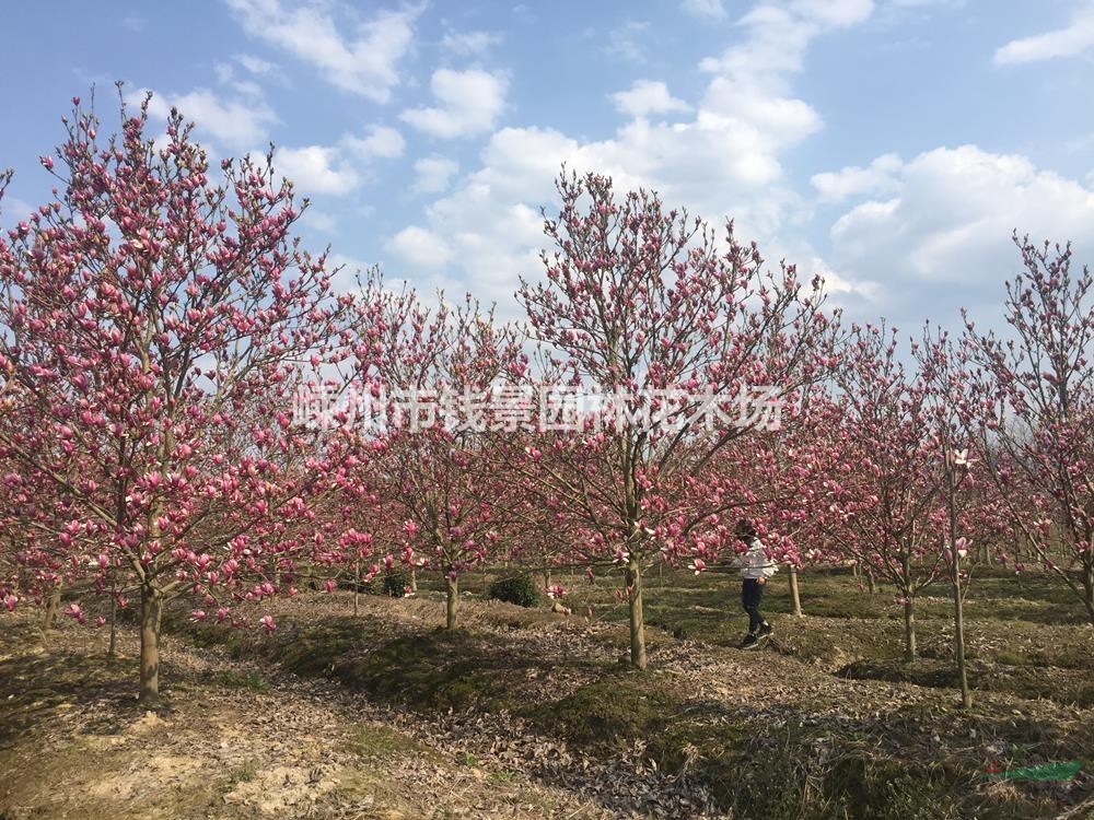 浙江红玉兰基地 嵊州红玉兰供应商 大小规格紫玉兰价格便宜