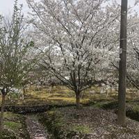 大小规格樱花基地 染井吉野樱花价格便宜