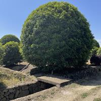 高度6米桂花树报价 精品桂花优质供应商