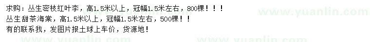 求购高1.5米以上丛生红叶李、丛生甜茶海棠