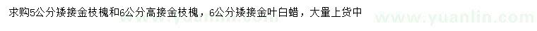 求购金枝槐、高接金枝槐、金叶白蜡