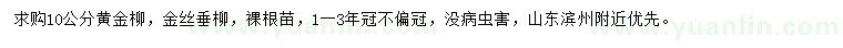 求购10公分黄金柳、金丝垂柳