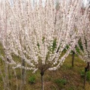 江苏榆叶梅基地，榆叶梅价格，榆叶梅图片，