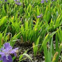 江苏地被植物鸢尾照片 鸢尾地被植物价格 自家基地的地被鸢尾