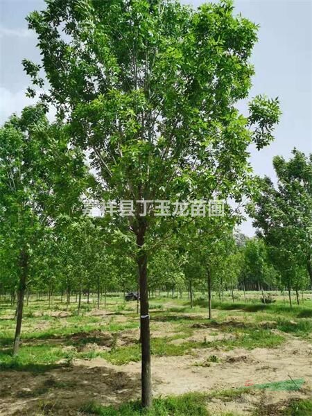 白蠟樹什麽時候栽植/夏季栽種可以嗎